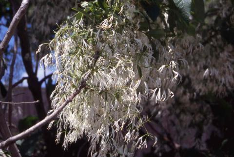 White Fringetree flowers