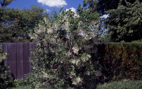 White Fringetree form