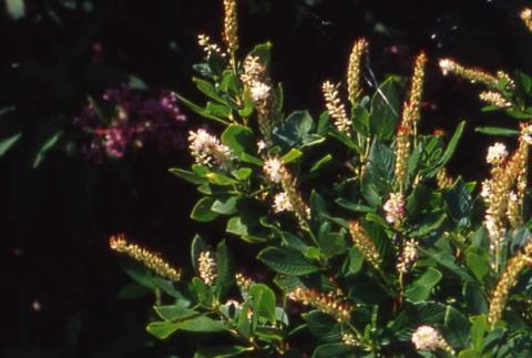 Summersweet Clethra flowers