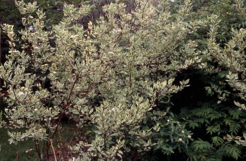 Tatarian Dogwood,  form of cultivar 'Argenteo-marginata'