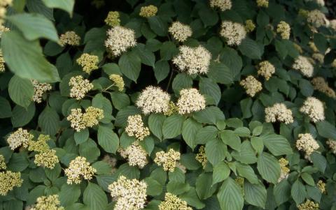 Pagoda Dogwood flowers
