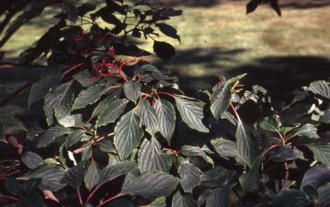 Pagoda Dogwood leaves