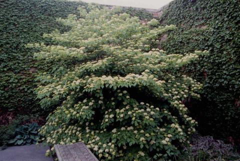Pagoda Dogwood form in flower