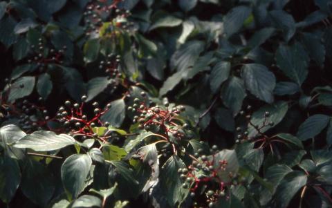 Pagoda Dogwood fruit