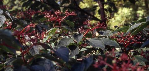 Pagoda Dogwood fruit stalks