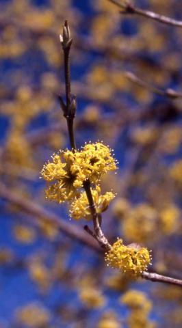 Corneliancherry Dogwood flowers
