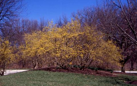 Corneliancherry Dogwood form
