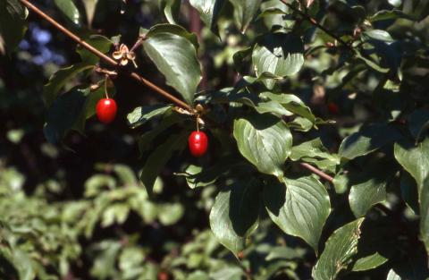 Corneliancherry Dogwood fruit