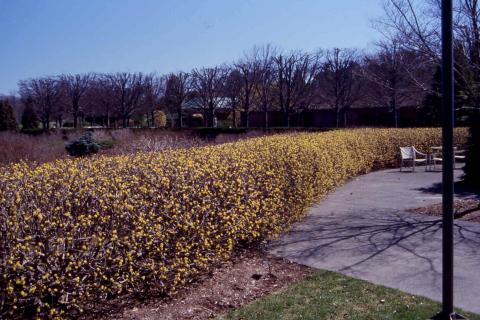Corneliancherry Dogwood hedge