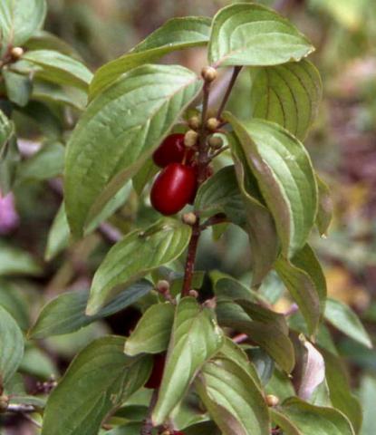 Corneliancherry Dogwood fruit and leaves
