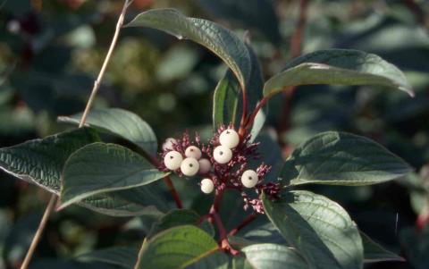 Gray Dogwood fruit