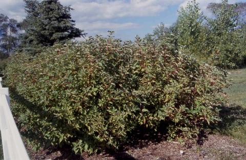 Gray Dogwood form