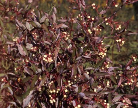 Gray Dogwood fall color