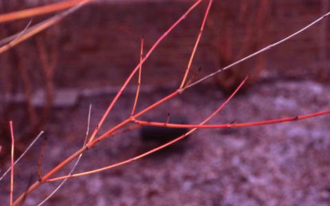 Bloodtwig Dogwood, winter stems of the cultivar 'Winter Beauty'