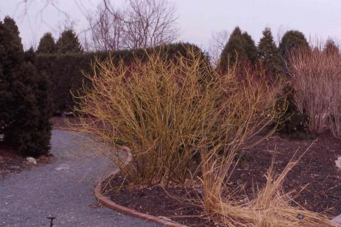 Redosier Dogwood, stems of the cultivar 'Flaviramea'