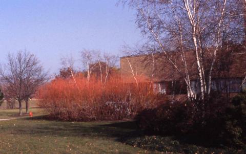 Redosier Dogwood, stems of the cultivar 'Baileyi'