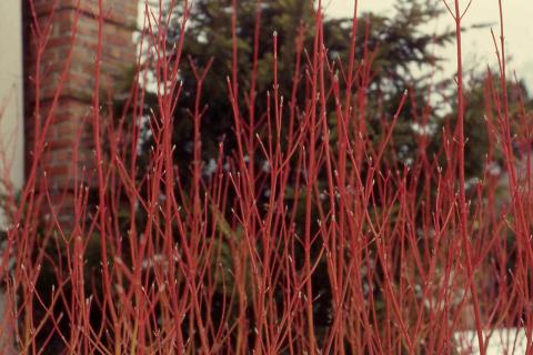 Redosier Dogwood,  stems of the cultivar 'Cardinal'