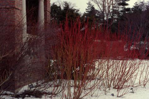 Redosier Dogwood,  stems of the cultivar 'Cardinal'