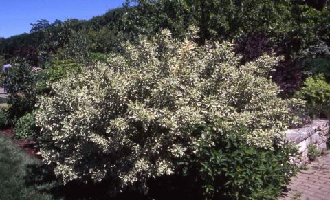 Redosier Dogwood, form of the cultivar 'Silver and Gold'