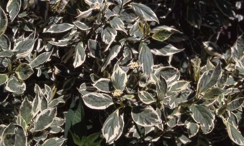 Redosier Dogwood, leaves of the cultivar 'Silver and Gold' 