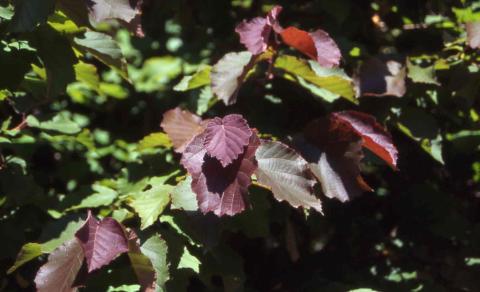 American Filbert, 
leaves of the cultivar ‘Purple Haze’
