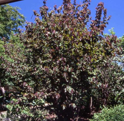 American Filbert, form of the cultivar ‘Purple Haze’