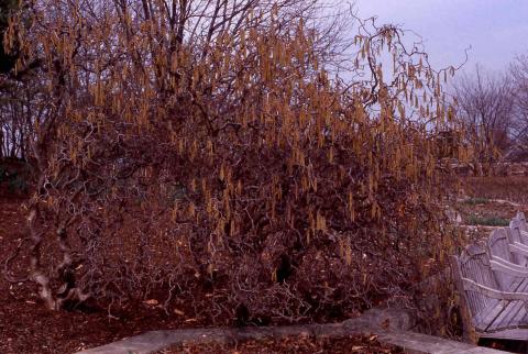 European Filbert, form of the cultivar 'Contorta'