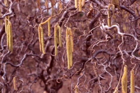 European Filbert, flowers of the cultivar 'Contorta'