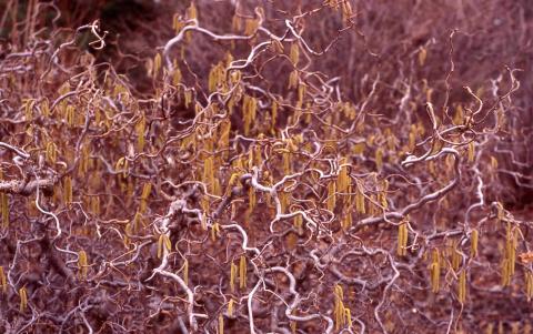 European Filbert, stems of the cultivar 'Contorta'