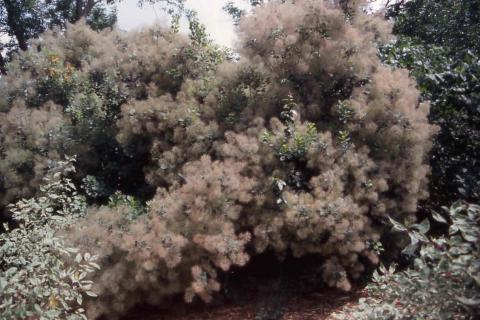 Smokebush form