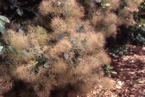 Smokebush flower stalks