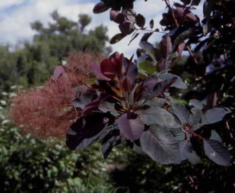 Smokebush flower stalks