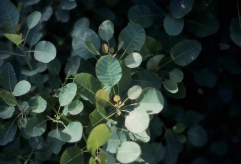 Smokebush leaves