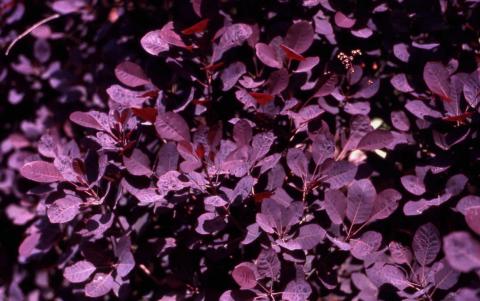 Smokebush,  cultivar 'Velvet Cloak'