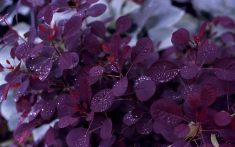 Smokebush, cultivar 'Royal Purple'