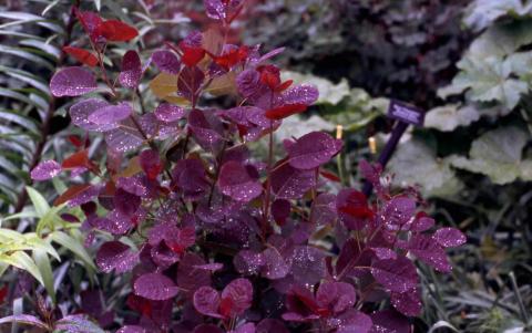 Smokebush, cultivar 'Nordine Red'