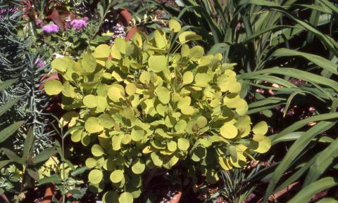 Smokebush, cultivar 'Golden Spirit'
