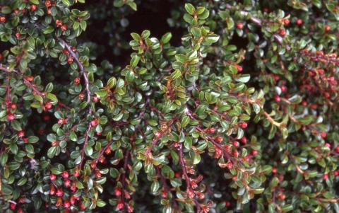 Creeping Cotoneaster flowers