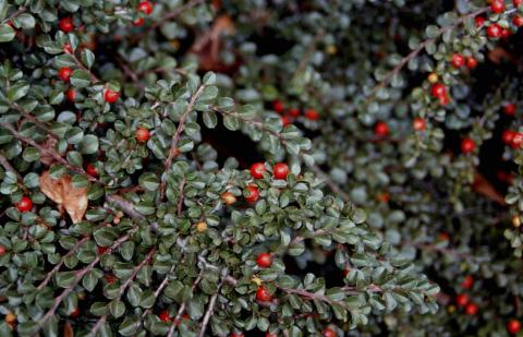 Creeping Cotoneaster fruit