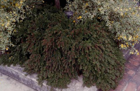 Creeping Cotoneaster, cultivar 'Little Gem'