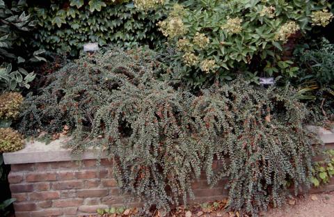 Creeping Cotoneaster  form