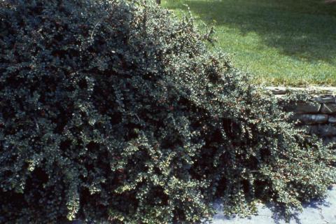 Cranberry Cotoneaster form