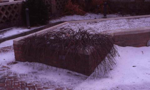 Rockspray Cotoneaster winter form