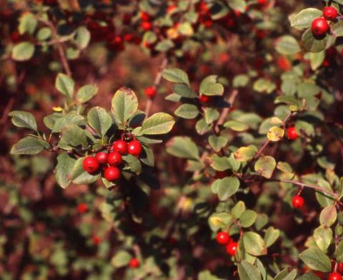 Many-flowered Cotoneaster leaves and fruit