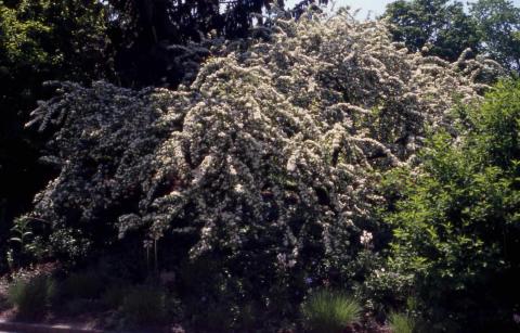 Many-flowered Cotoneaster form in flower