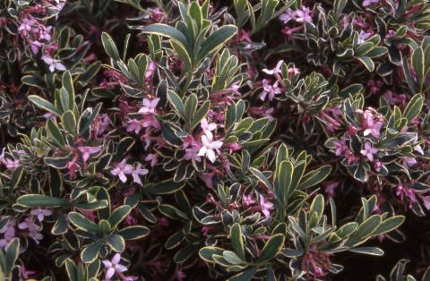 Burkwood Daphne leaves