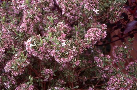 Burkwood Daphne flowers