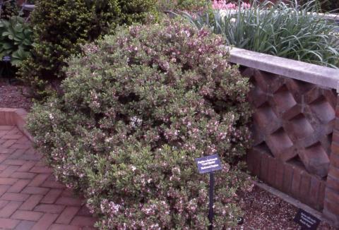 Burkwood Daphne form