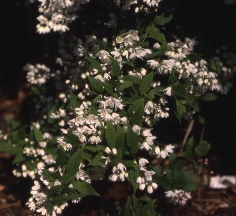 Slender Deutzia flowers