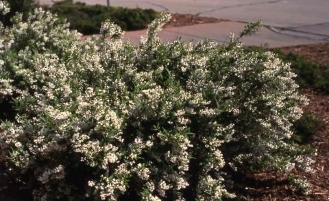 Slender Deutzia form in flower